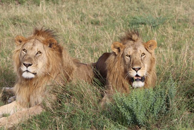 Kenya Private Conservancy Safari